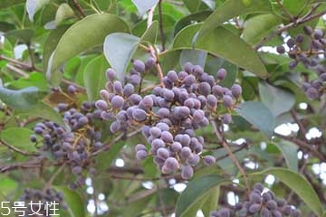 女贞子是什么样的图片,女贞子树长什么样 女贞子是什么样的图片,女贞子树长什么样