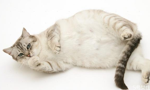 小棕瓶和小黑瓶哪个使用感更好(小棕瓶好用还是小黑瓶好用) 小棕瓶和小黑瓶哪个使用感更好(小棕瓶好用还是小黑瓶好用)