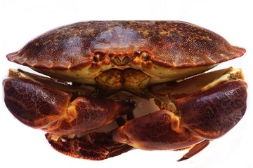 面包蟹孕妇可以吃吗,孕早期可以吃面包蟹吗