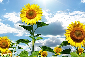 瓜子可以种向日葵吗?,生瓜子种向日葵的方法