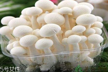 白玉菇为什么是苦的,白玉菇是苦的吗?