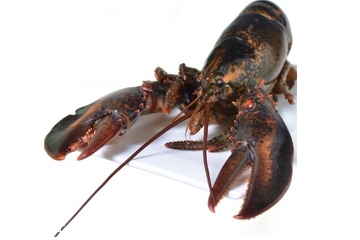 波士顿龙虾哪个季节最好吃,波士顿龙虾什么时候最肥美