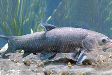 青鱼是发物吗什么人不能吃,青鱼是发物吗皮肤痒可吃吗