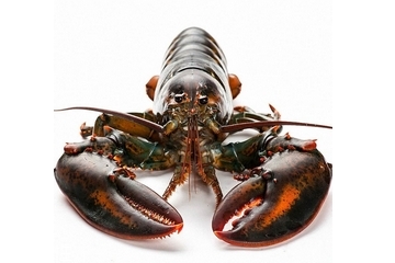 波士顿龙虾头部哪些不能吃图解,波士顿龙虾处理方法