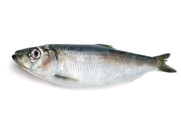 青鱼又叫什么名字,青鱼是什么鱼种