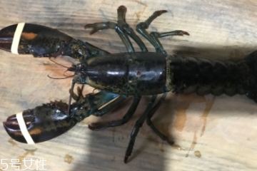 波士顿龙虾是淡水的吗?,波士顿龙虾是淡水还是海水