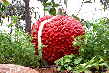 荔枝可以炖汤吗,荔枝炖水有什么功效