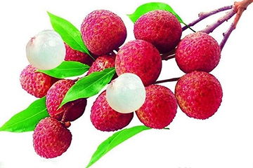 荔枝的品种有哪些品种,目前最优良的新品种荔枝 荔枝的品种有哪些品种,目前最优良的新品种荔枝