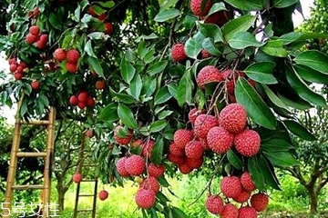 吃荔枝会胖吗,吃荔枝会胖吗?会上火吗? 吃荔枝会胖吗,吃荔枝会胖吗?会上火吗?