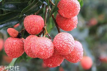 粽子和什么不能一起吃,粽子和柚子能一起吃吗