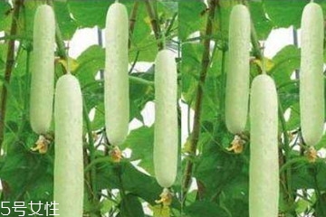 黄瓜有点苦怎么处理,黄瓜发苦怎么办