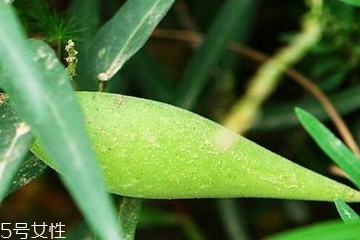 地梢瓜偏方,瓜的吃法大全