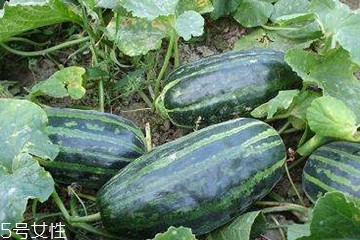 脆瓜是什么瓜,脆瓜是什么样子