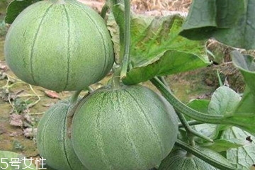 绿宝瓜产地,大棚绿宝甜瓜种植和管理