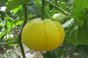 伊丽莎白瓜怎么挑选,伊丽莎白瓜怎么挑选比较甜的