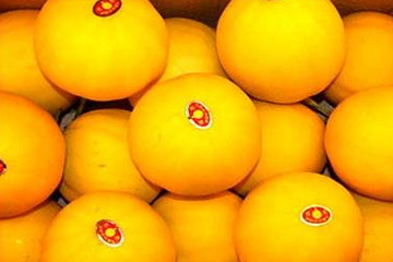 伊丽莎白瓜的功效和禁忌,来事能吃伊丽莎白瓜吗