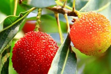 乌酥杨梅的产地,杨梅什么时候熟的