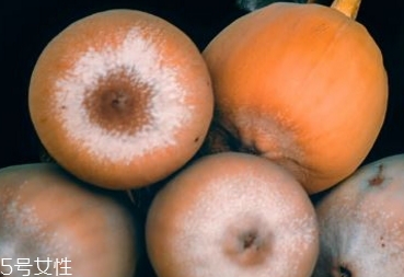 薜荔果多少钱一斤,薜荔果收购多少钱一斤