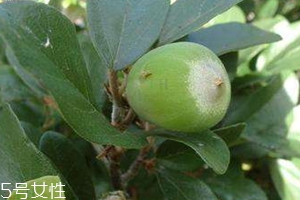 薜荔果泡酒方法,薜荔果可以直接泡酒吗