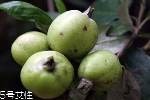 孕妇可以吃多依果吗,孕妇可以吃多依果吗煮了泡过的