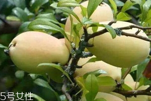 酸木瓜可以减肥吗,酸木瓜有减肥的效果吗 酸木瓜可以减肥吗,酸木瓜有减肥的效果吗