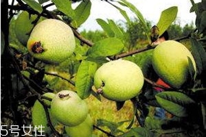 皱皮木瓜怎么吃,皱皮木瓜怎么吃丰胸