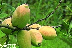 宣木瓜和番木瓜的区别图片,宣木瓜和番木瓜的区别 宣木瓜和番木瓜的区别图片,宣木瓜和番木瓜的区别