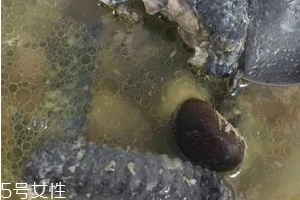 乌鸡是发物吗?手术后能不能吃,乌鸡是发物吗?乌鸡属于发物吗?