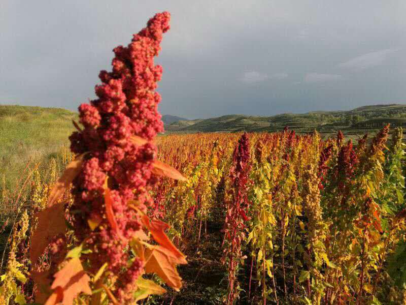 红藜麦有什么营养价值,红藜麦作用是什么