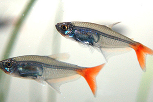 红古鱼怎么做好吃,红尾怎么做好吃红尾鱼怎么做好吃 红古鱼怎么做好吃,红尾怎么做好吃红尾鱼怎么做好吃