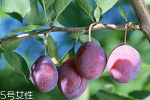 美国加州西梅的功效和作用,果园老农加州西梅的功效和作用