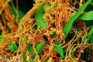 菟丝子和什么泡水喝能壮阳,菟丝子泡脚