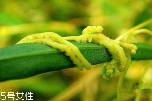 菟丝子可以直接吃吗,菟丝子可以直接吃吗一次吃几克