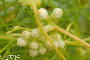 菟丝子的价格多少钱一斤,菟丝子多少钱 菟丝子的价格多少钱一斤,菟丝子多少钱