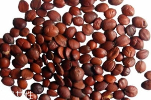 正宗的酸枣仁多少钱一斤,酸枣仁多少钱一斤?