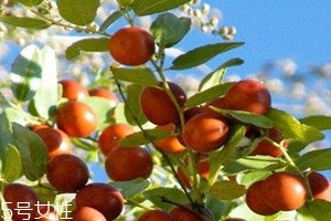 酸枣仁可以泡水吗,酸枣仁可以直接泡水吗