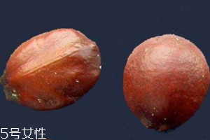 酸枣仁不能和什么一起吃吗,酸枣仁不能和什么一起吃香哈