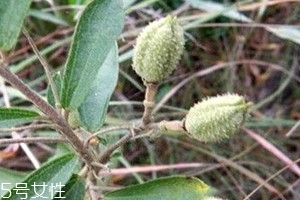 山芝麻多少钱一斤现在,黑芝麻多少钱一斤市场价