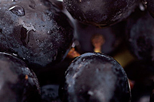 黑提是黑加仑吗,黑加仑跟黑提子的区别