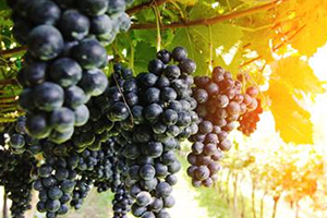 黑提是酸性还是碱性的?,红提是碱性还是酸性