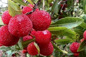 慈溪杨梅什么时候成熟2020,慈溪杨梅几月份成熟 慈溪杨梅什么时候成熟2020,慈溪杨梅几月份成熟