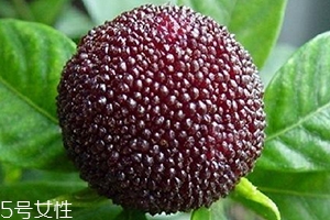 乌酥杨梅的产地,鲜杨梅价格多少钱一斤