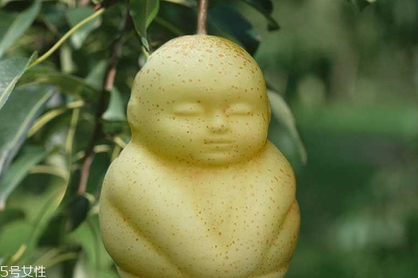 人参果怎么分辨熟不熟,怎么判断人参果是否成熟怎么吃