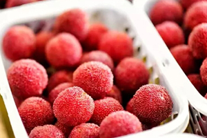 东魁杨梅好吃吗,东魁杨梅怎么样