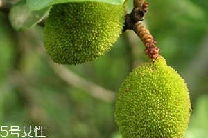 杨梅的营养价值有哪些,杨梅的营养价值及功效和作用 杨梅的营养价值有哪些,杨梅的营养价值及功效和作用