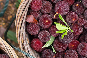 云南杨梅多少钱一斤?,杨梅多少钱一斤现在有吗