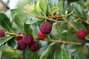 杨梅在几月份成熟,湖南杨梅什么时候成熟