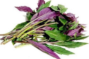 观音菜的禁忌,观音菜有什么禁忌