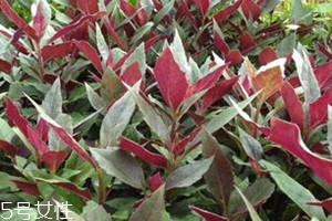 高钙菜的吃法,高钙菜的功效和吃法