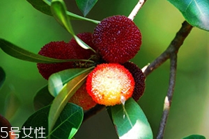 杨梅有什么营养价值,杨梅有什么营养